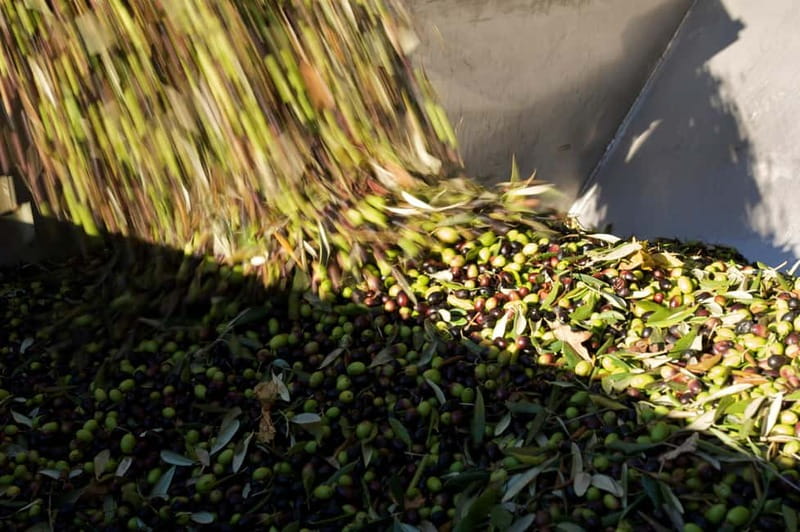 From Florence: Olive Oil Mill Tour and Tasting in Fiesole - Who will enjoy this most