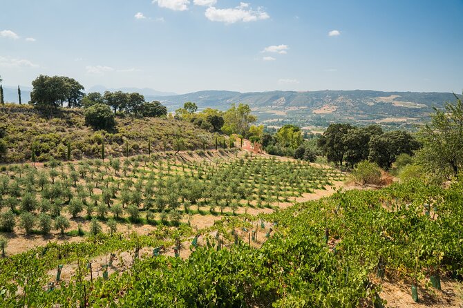 From Malaga: Ronda, Wine & Olive Oil Tasting Premium Small Group - Who should book this Ronda day trip?