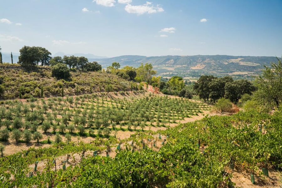 From Málaga: Ronda, Wine & Olive Oil Tasting Small Group - What the price means at $312