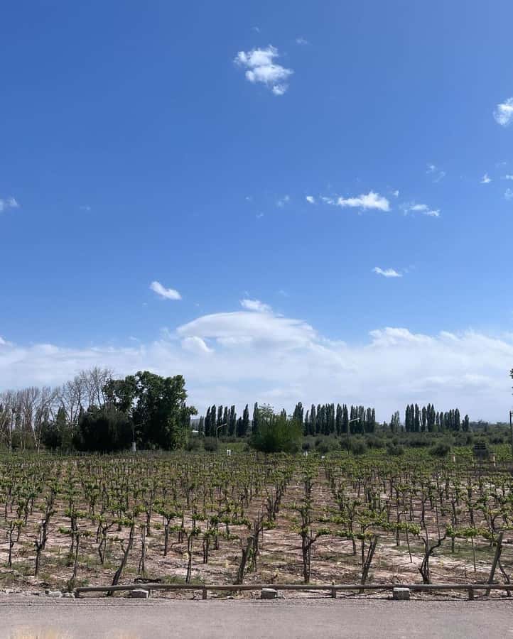 From Mendoza: 3 Wineries, Olive Oil Factory Tour & Tasting - Why Maipu works so well for a first Mendoza wine tour