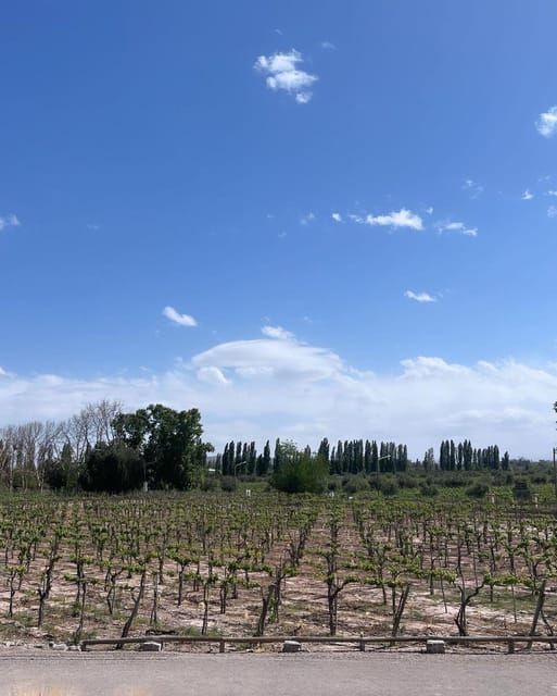 From Mendoza: 3 Wineries, Olive Oil Factory Tour & Tasting - Who should book this afternoon