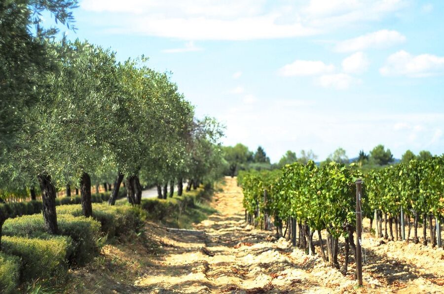 From Montpellier: Wine and Olive Tour - How much tasting should you expect?