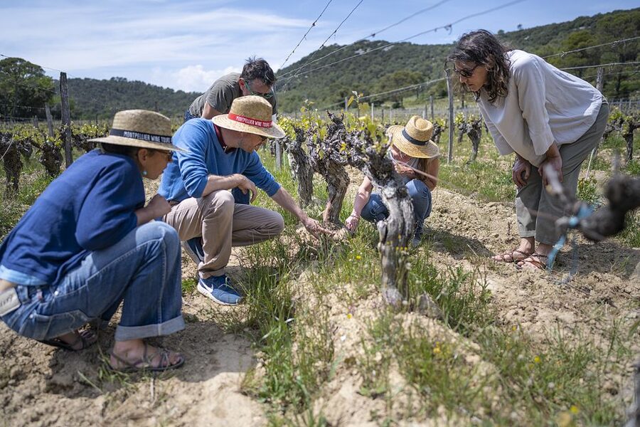 From Montpellier: Wine and Olive Tour - Who will enjoy this tour most?