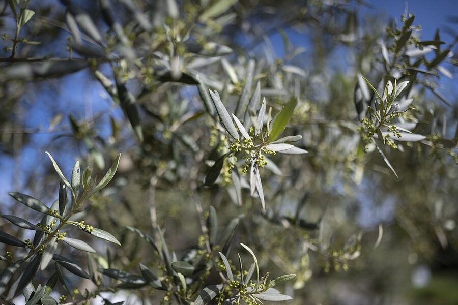 From Montpellier: Wine and Olive Tour - The olive farm and its old stone mill