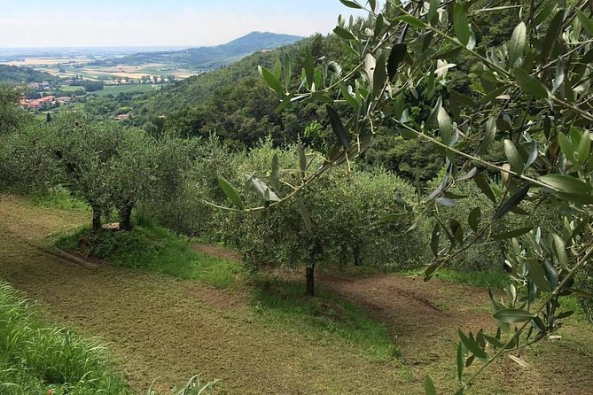 From Padua: Olive Oil & Wine in the Euganean Hills - Who will enjoy this outing most?