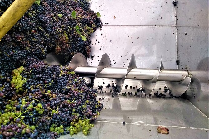 From Padua: Olive Oil & Wine in the Euganean Hills - Weather, timing, and small practical details