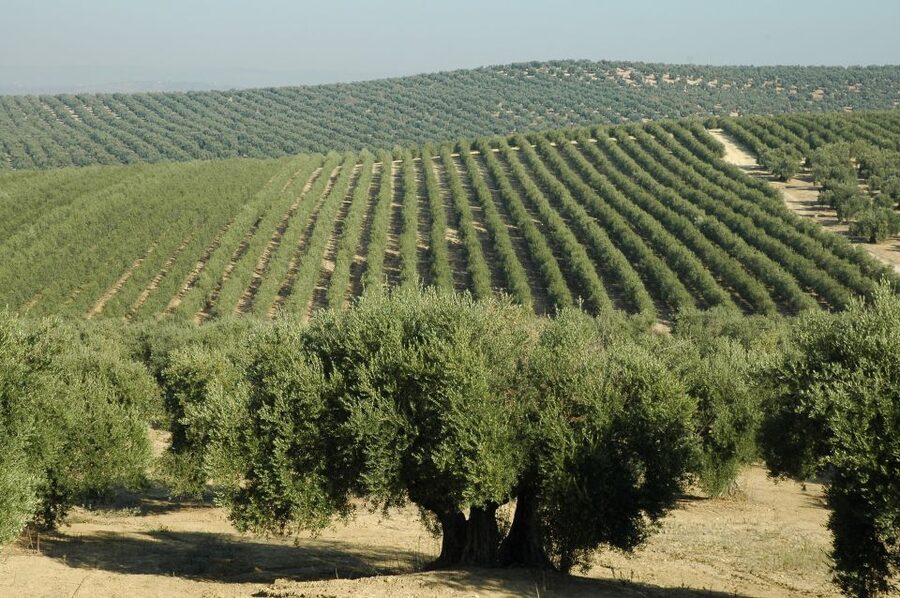 From Seville: Olive Oil Farm Tour - Inside the small olive oil factory
