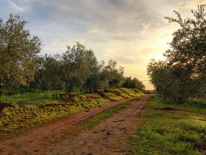 From Seville: Olive Oil Farm Tour - Shared or private: which version makes sense?