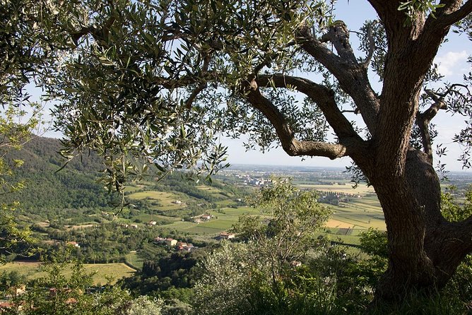 From Venice: Olive Oil & Wine Tour in the Venetian Hills - Why the Euganean Hills Make a Good Food Excursion