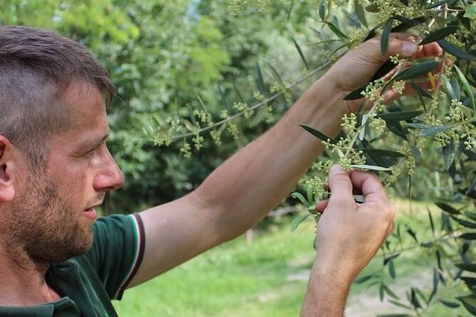 From Venice: Olive Oil & Wine Tour in the Venetian Hills - What the Small Group Changes