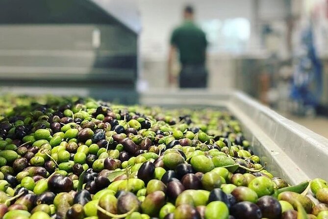 From Venice: Olive Oil & Wine Tour in the Venetian Hills - Is $174.60 a Fair Price?