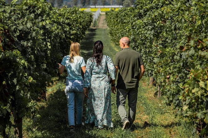 From Venice: Olive Oil & Wine Tour in the Venetian Hills - Who Will Enjoy This Tour Most