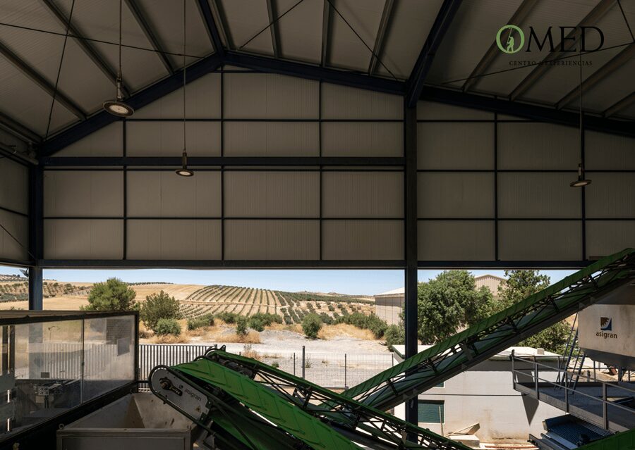 Granada in EVOO: Olive grove guided tour and sensory tasting - Practical details before you reserve
