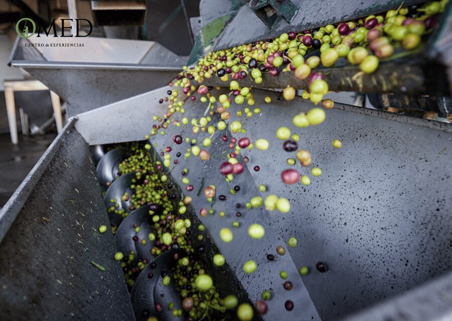 Granada in EVOO: Olive grove guided tour and sensory tasting - The guides make a real difference