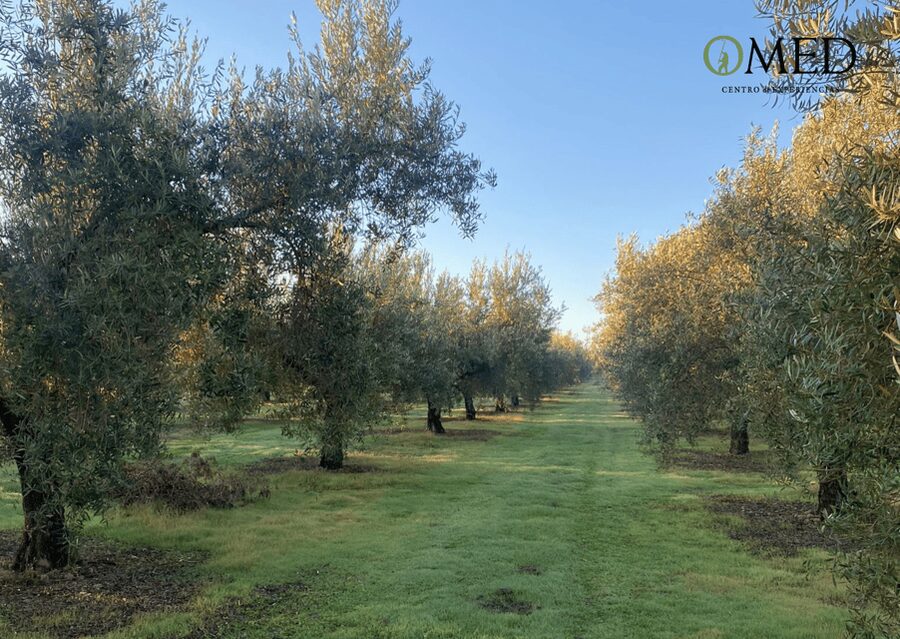 Granada in EVOO: Olive grove guided tour and sensory tasting - Reaching O-MED from central Granada