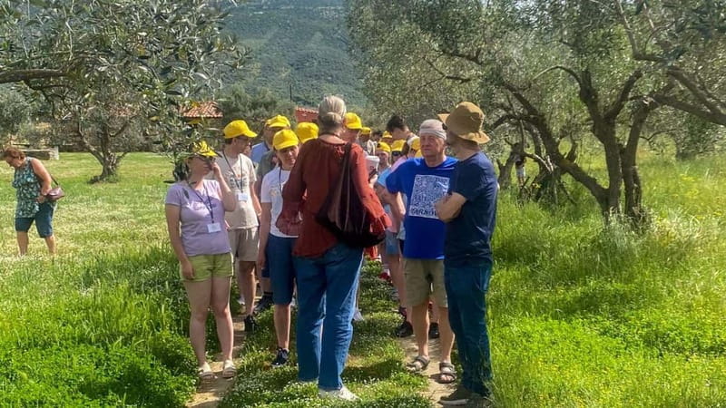 Greece in a Drop: Olive Grove Walk and Olive Oil Tasting - Should you book Aloades Estate?