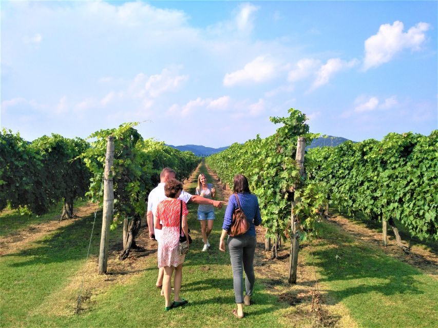 Guided Olive Oil & Wine Tour From Padua - A family winery, vineyard walk, and barrel room