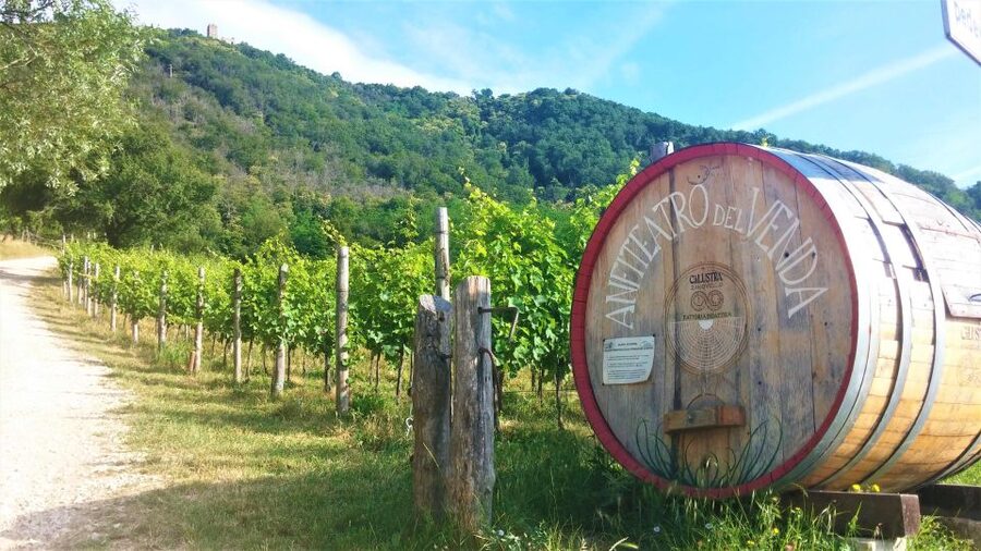 Guided Olive Oil & Wine Tour From Padua - Who should book this half-day outing?