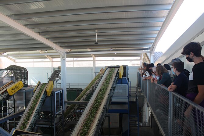 Guided tour and olive oil tasting in Alhaurin el Grande (Málaga) - Is $35.09 good value?