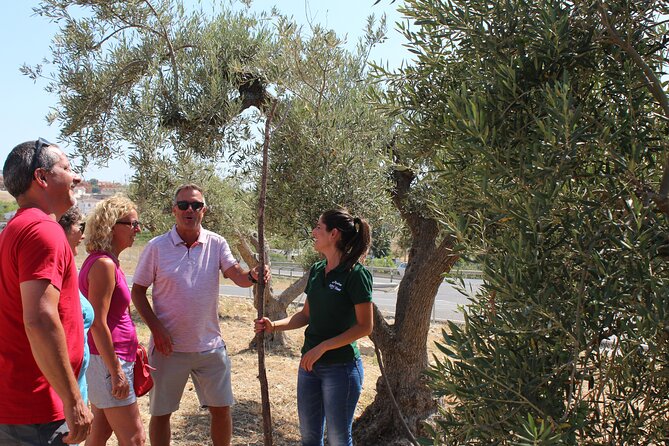 Guided tour and olive oil tasting in Alhaurin el Grande (Málaga) - A three-oil tasting that teaches your palate