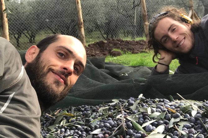 Guided tours of the olive grove with oil tasting. - The Guides Make the Difference