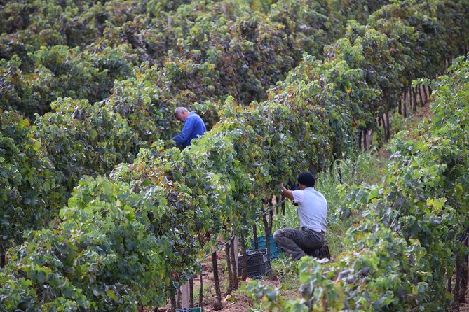 Guided Wine and Olive oil tasting - The first 10 minutes: place, farm, and local varieties