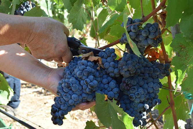 Guided Wine and Olive oil tasting - A warm host and a calm tasting room