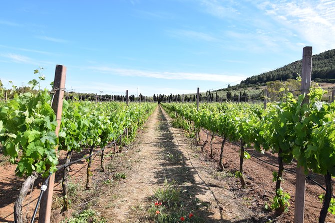 Guided Wine and Olive oil tasting - Is $40.70 a fair price?