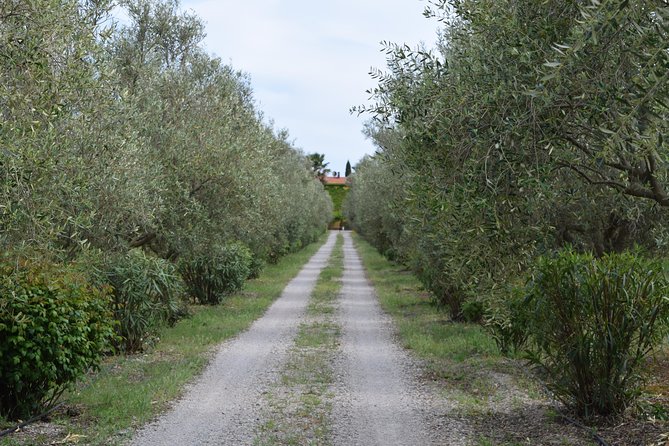 Guided Wine and Olive oil tasting - Who will enjoy this Alghero wine tasting?