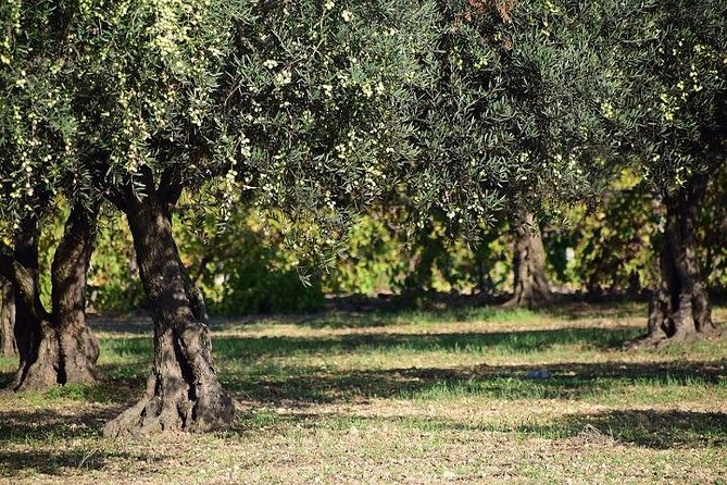 Half-Day Chianti Wine and Olive Oil Tour from Viareggio - Four wines at a nearby estate