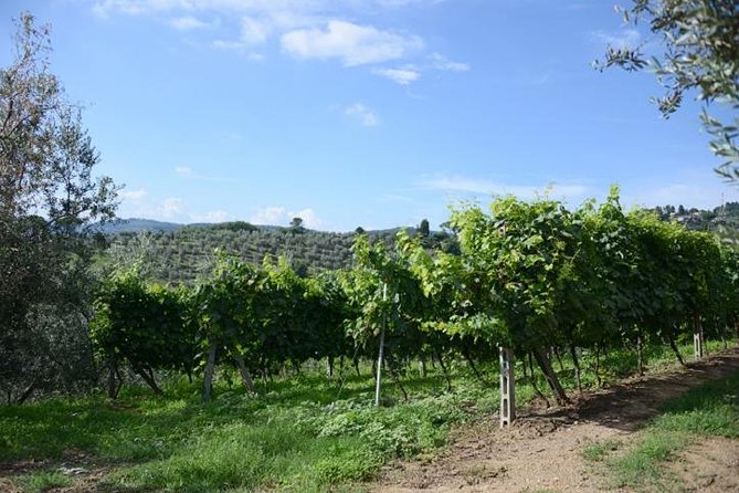 Half-Day Chianti Wine and Olive Oil Tour from Viareggio - Olive oil, pecorino, bruschetta, and cold cuts