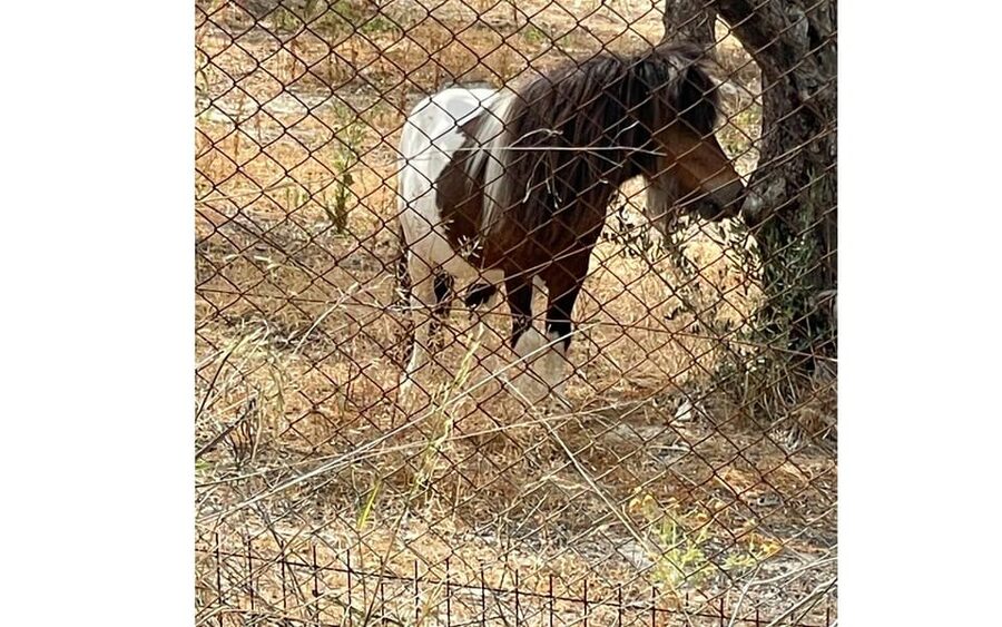 Heraklion :Olive & Dragon Farm Tour & Cretan Farmers Brunch - Why the generous portions matter at $35