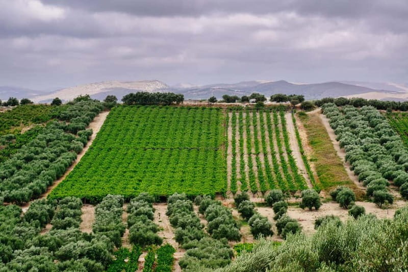 Heraklion: Olive oil and Wine Tour with Lunch - Starting in Skalani among the olive trees