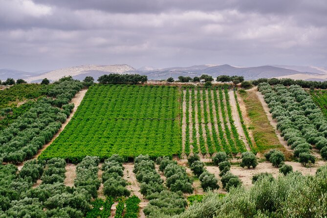 Heraklion Private Olive Oil and Wine Gastronomy tour with Lunch - From Heraklion to the olive groves
