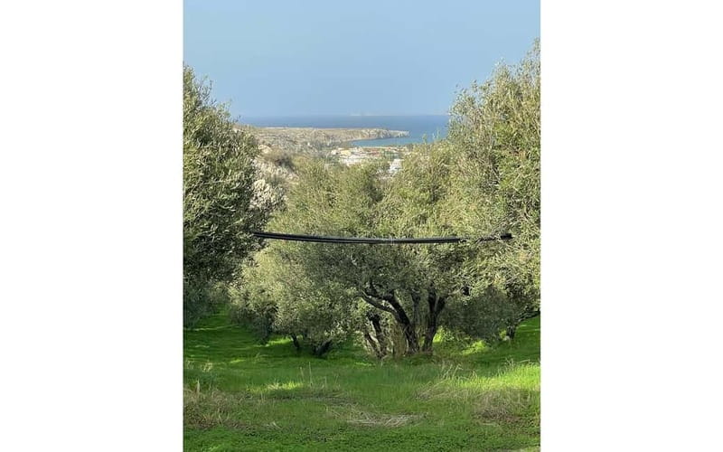Heraklion: Sunset BBQ in the Olive Grove - Timing, transport, and group size