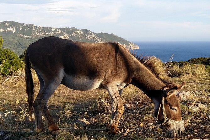 Hiking in the Olive Groves,Villages,Sunset,with Swim Stop - Who will enjoy this three-hour walk