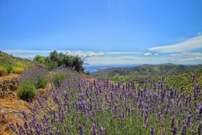 Hvar: Island tour with Wine and Olive Oil Tasting - Why this tour shows you the Hvar most visitors miss