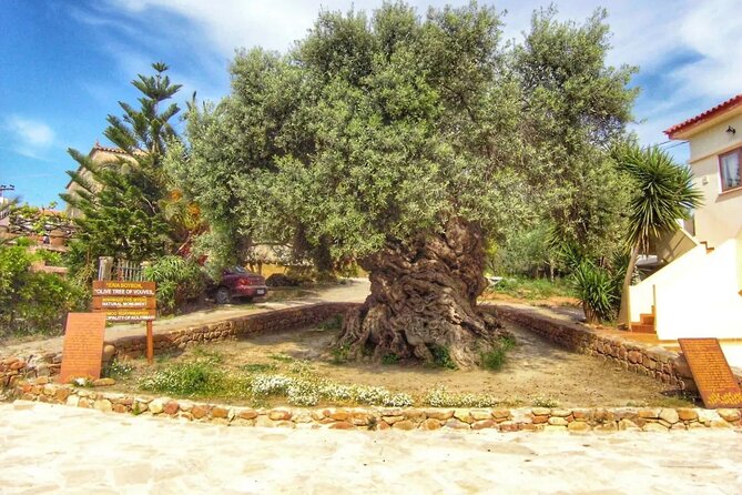 In Crete Discover the miracle of Olive Oil and Organic Fruits - Tsivaras: Meeting an ancient olive tree