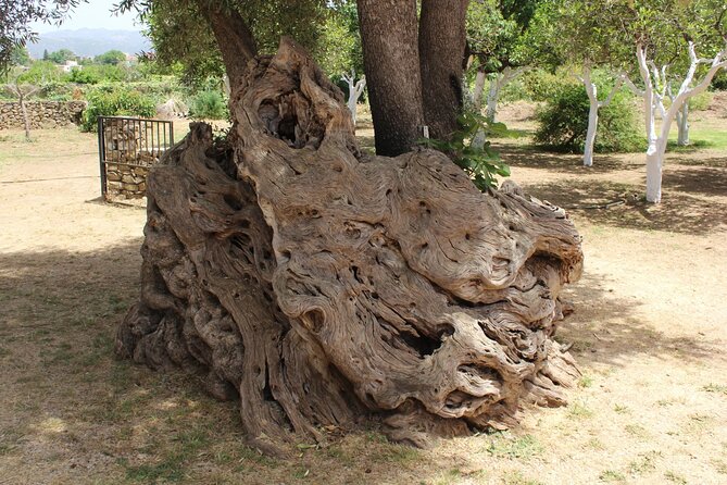 In Crete Discover the miracle of Olive Oil and Organic Fruits - Kalyves: A private farm and fresh fruit