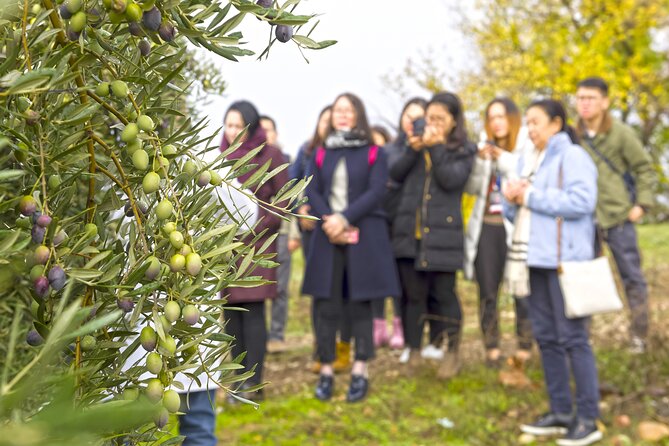 Jaén Discover the Secrets of Olive Oil: Tour & Sensory Tasting - Entering the almazara near Bailén