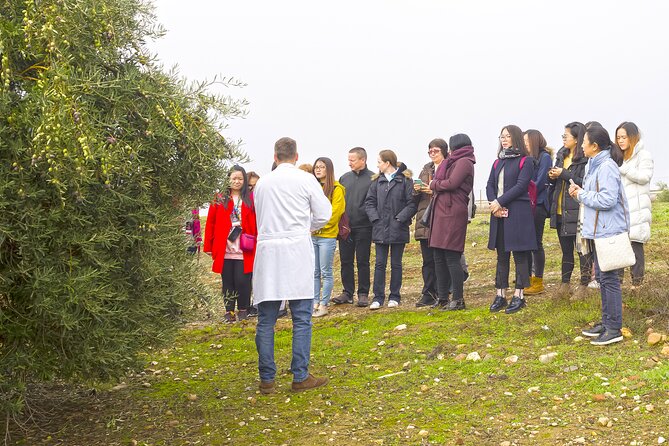 Jaén Discover the Secrets of Olive Oil: Tour & Sensory Tasting - What the production stages tell you about quality