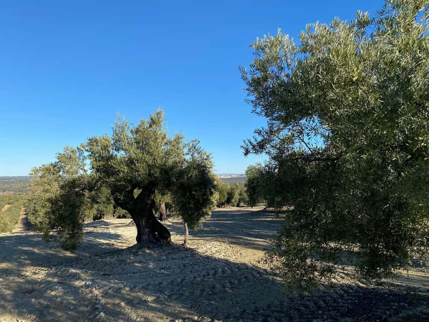 Jaén Discover the Secrets of Olive Oil: Tour & Tasting - The tasting: how to judge three oils