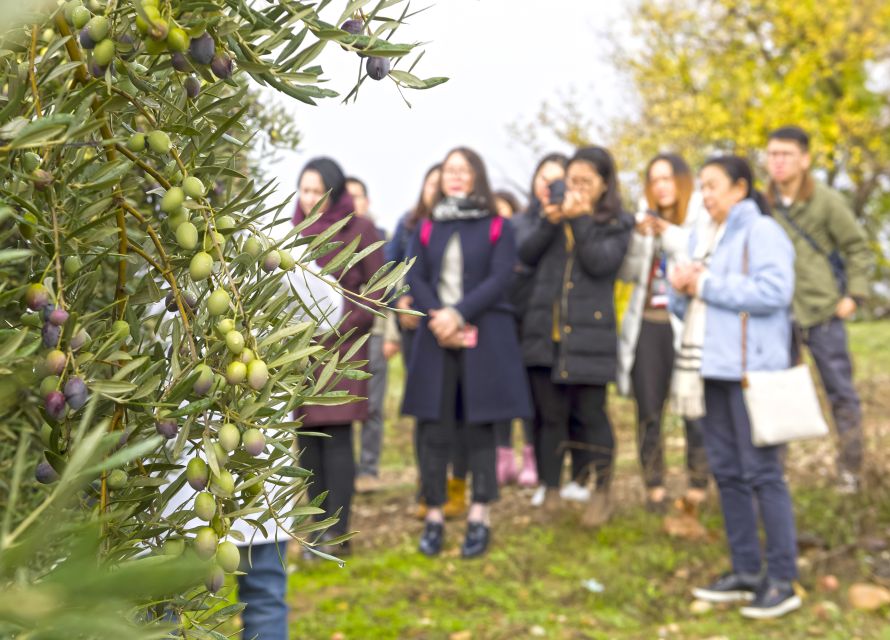 Jaén Discover the Secrets of Olive Oil: Tour & Tasting - Is $31 a fair price?