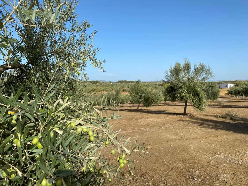 Jaén Discover the Secrets of Olive Oil: Tour & Tasting - Who will get the most from this visit?