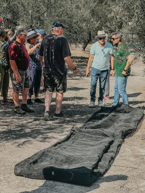 Jaén: Guided Olive Grove Tour - Why an olive grove tour belongs in your Jaén plans