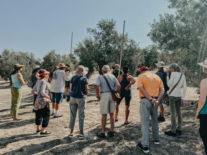 Jaén: Guided Olive Grove Tour - Starting among the olive trees