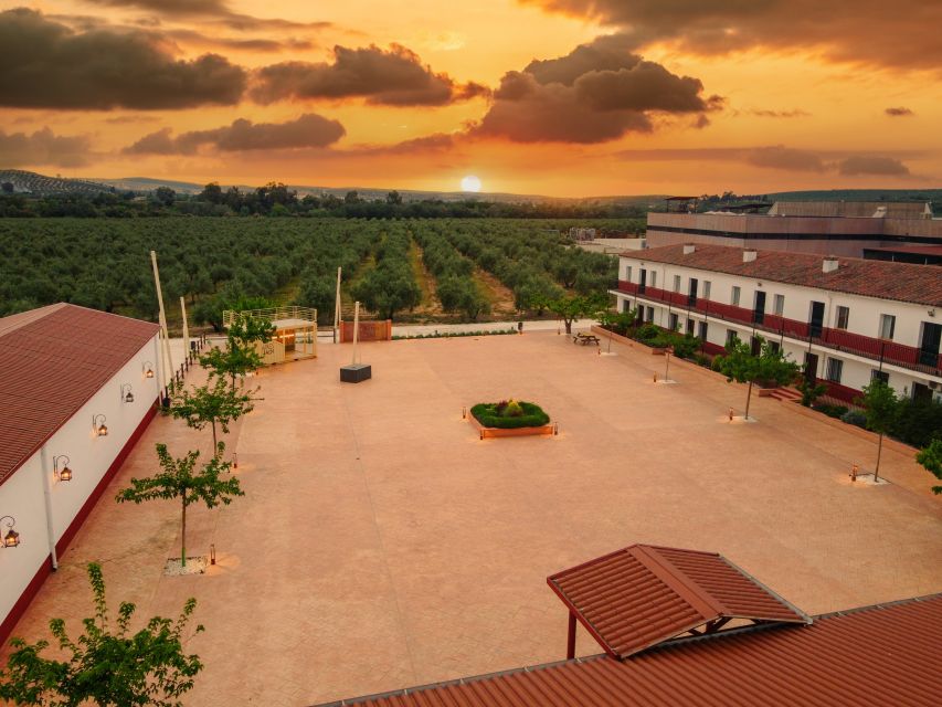 Jaen: Olive oil tour with the 5 senses, grove and tasing - Is $23 a fair price?