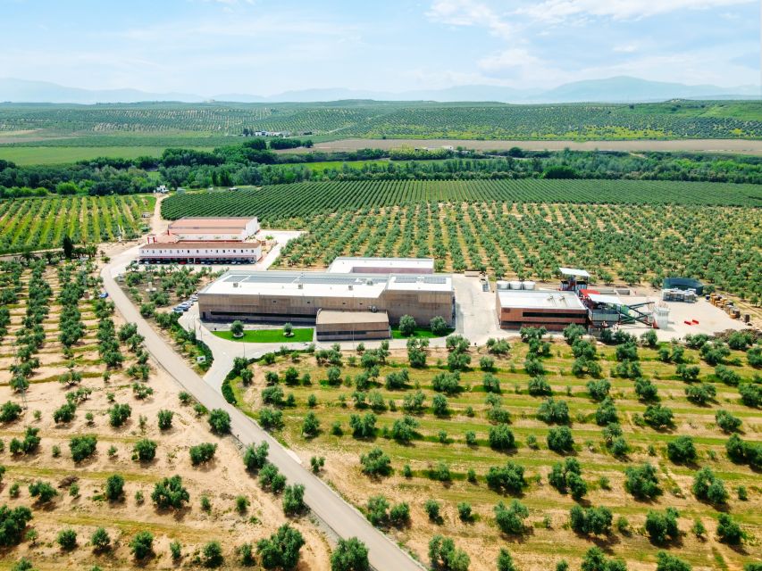 Jaen: Olive oil tour with the 5 senses, grove and tasing - Who should book this olive oil experience?
