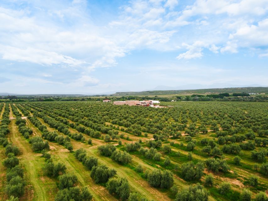 Jaen: Olive oil tour with the 5 senses, grove and tasing - Inside the mill: from fruit to extra virgin oil