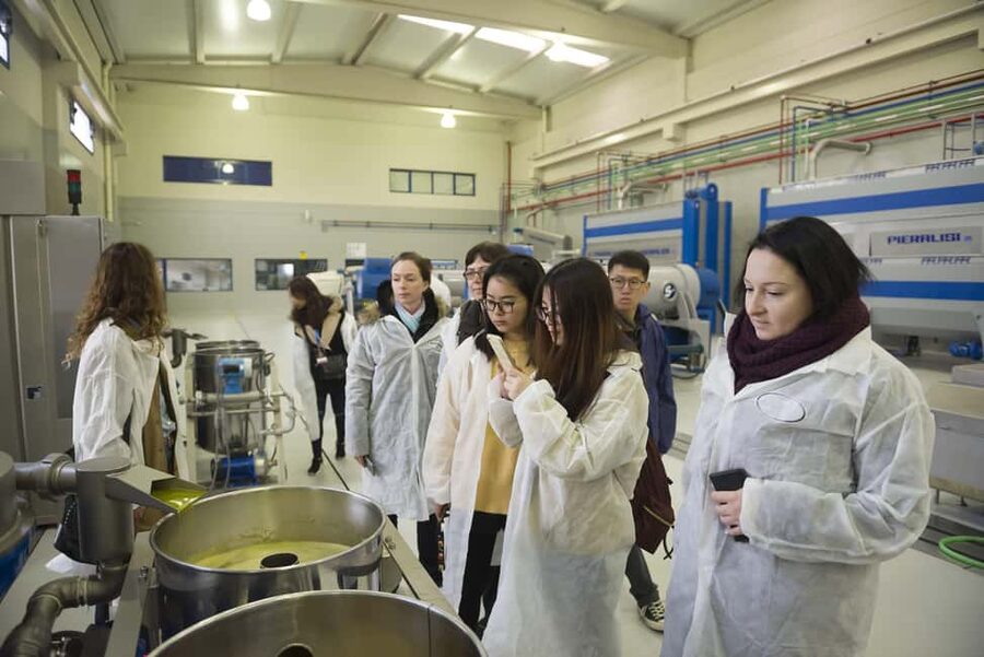 Jaén: Unforgettable visit to the olive mill + EVOO tasting - Timing, booking, and practical details